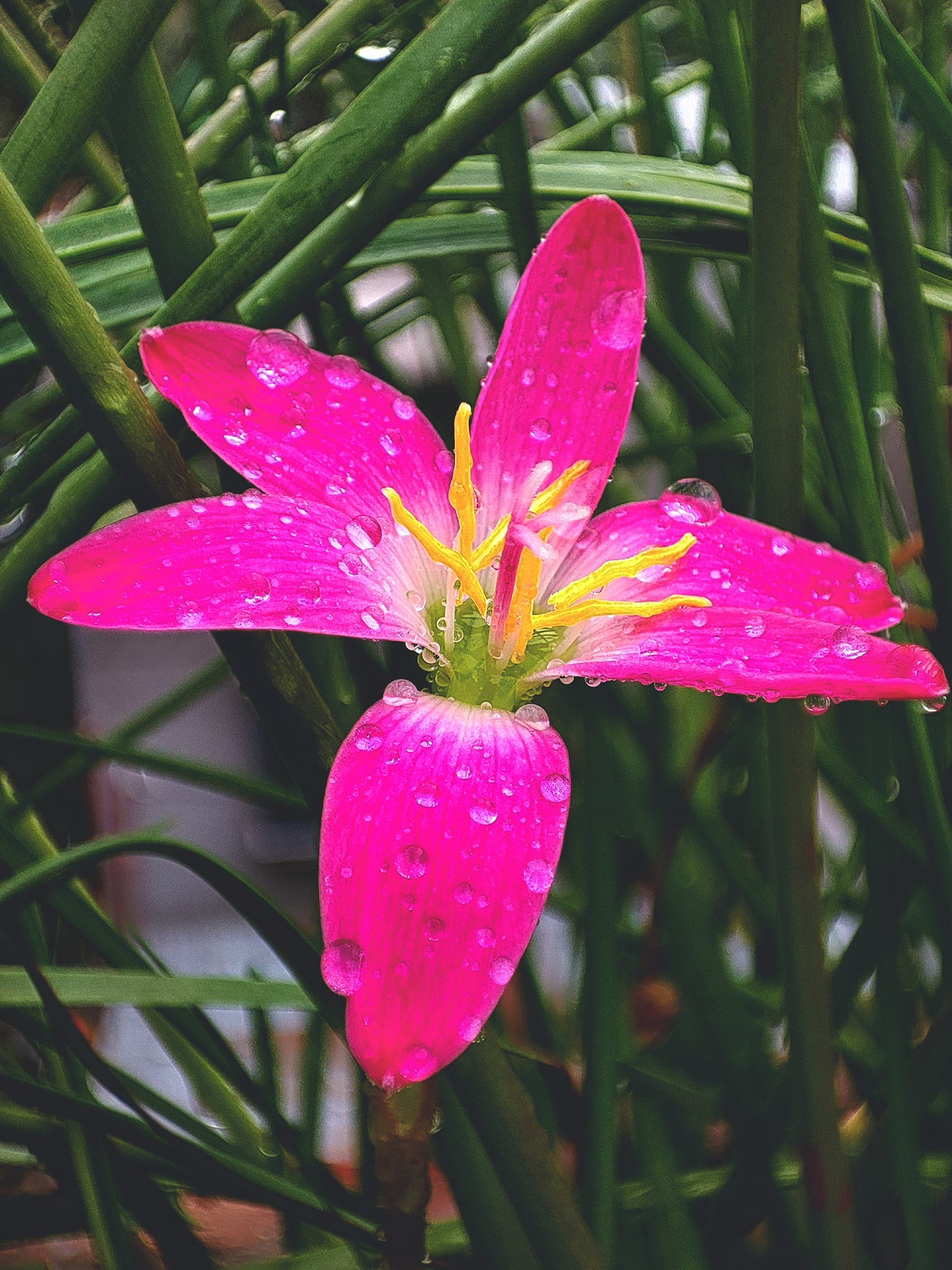 Pink rain lilly Flower